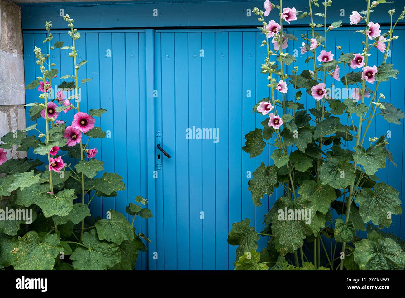 Blühende gewöhnliche Hollyhock-Pflanzen (Alcea rosea) mit rosa Blüten im Sommergarten vor blauer Tür Stockfoto