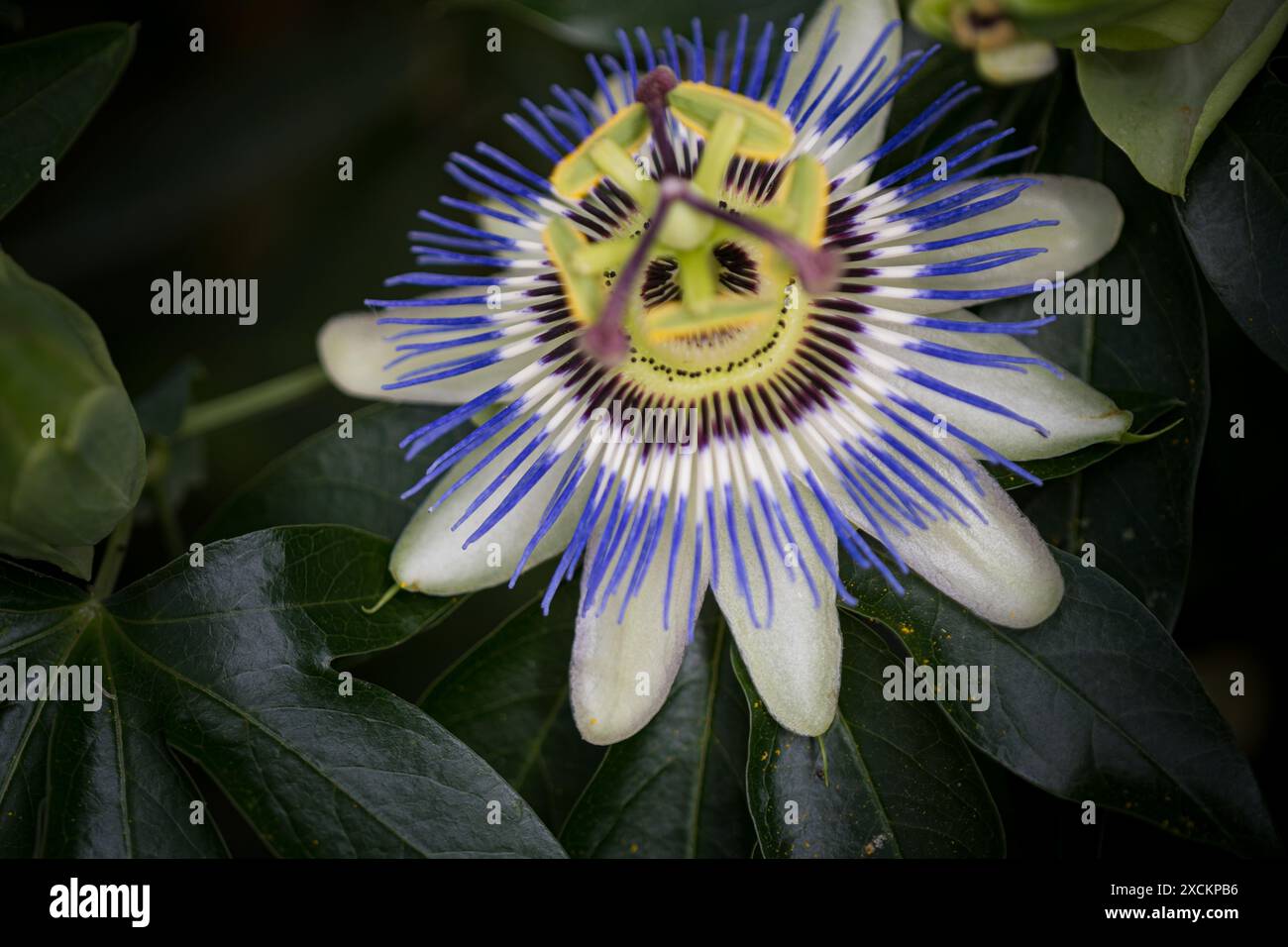 Schöne Passiflora Blume Purple Haze Nahaufnahme auf grünem natürlichen Hintergrund. Lustige Gesichtsform. Das Paredolia-Konzept Stockfoto