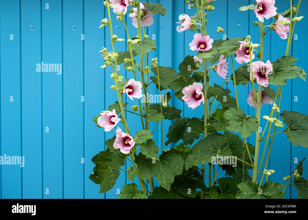 Blühende gewöhnliche Hollyhock-Pflanzen (Alcea rosea) mit rosa Blüten im Sommergarten vor blauer Tür Stockfoto