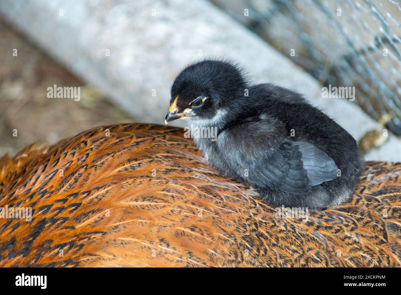 Kleines schwarzes Huhn zusammen mit Mutterhuhn. Niedliches neugeborenes Tier. Natürliche Umwelt. Stockfoto