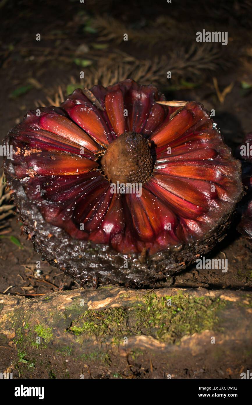 Reife Araucaria-Kiefernzapfen fallen in den Wald - Sao Francisco de Paula, südlich von Brasilien Stockfoto