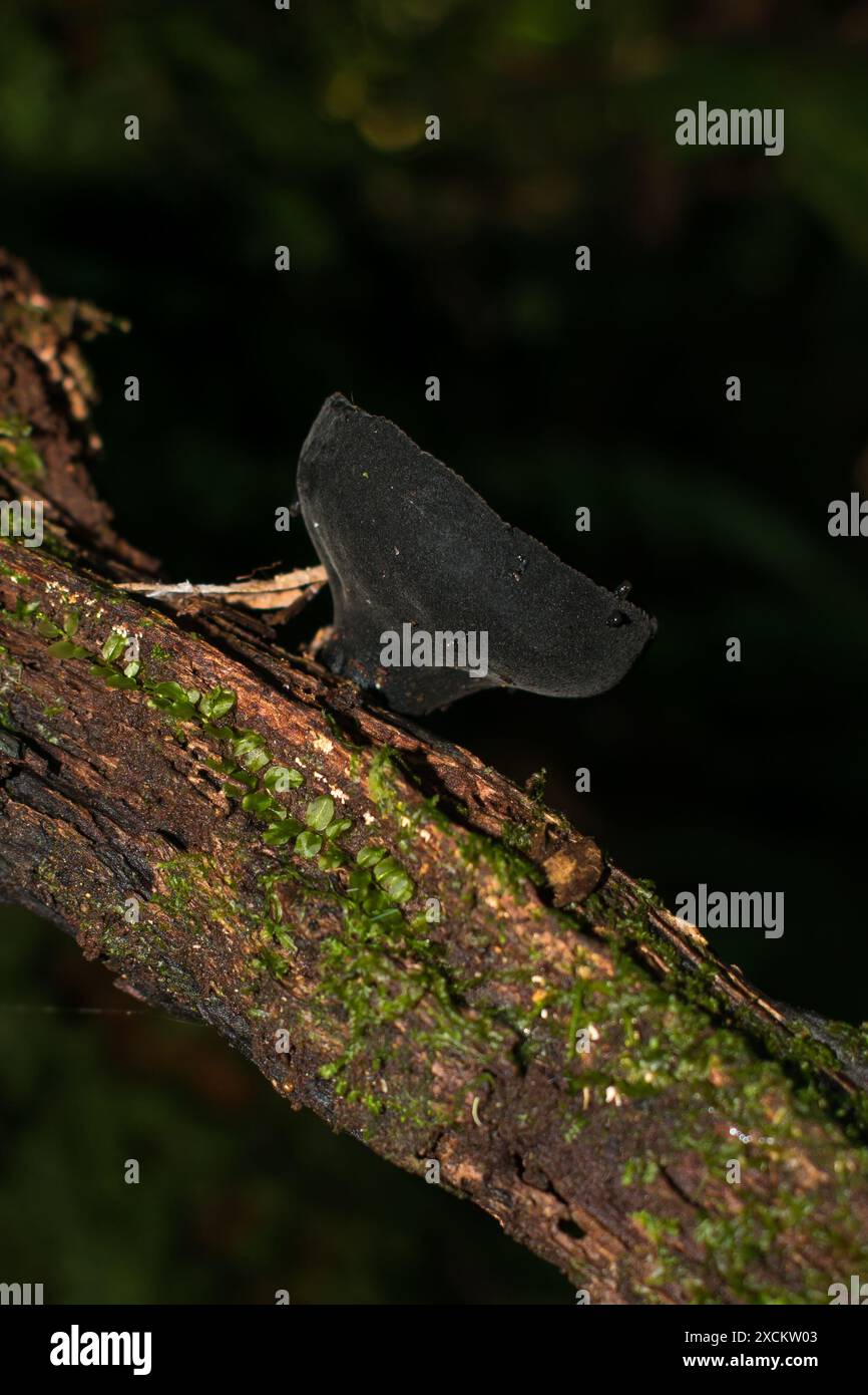 Urnula campylospora (Brauner Waldbecher) Wildpilz in Sao Francisco de Paula, Brasilien Stockfoto