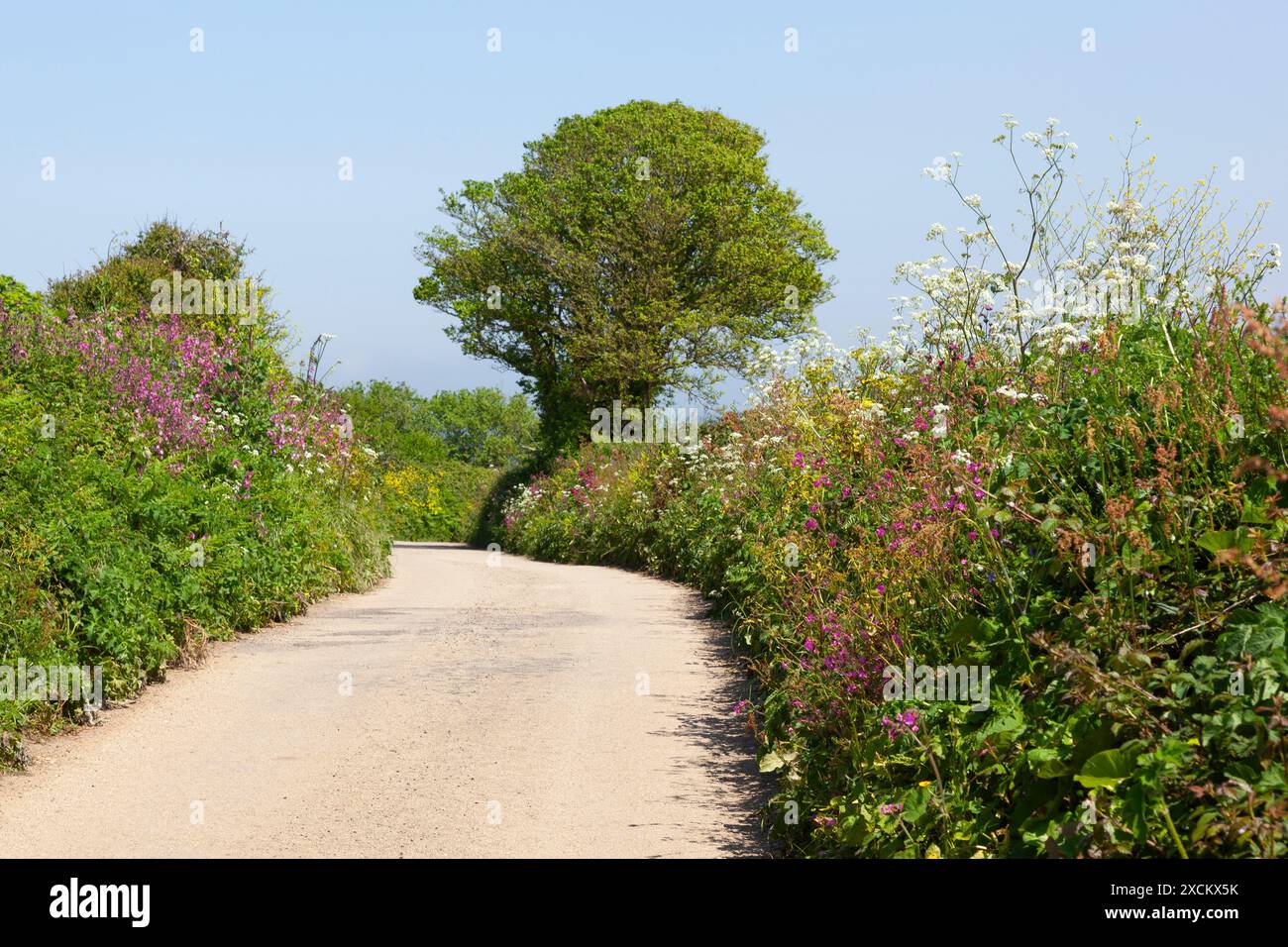 Wildblumen auf einer Landstraße in Cornwall; Nebenstraßen in Cornwall; Marazion Stockfoto