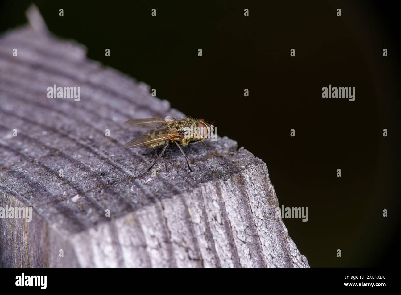 Gattung Pollenia Cluster Fliegen Familie Polleniidae wilde Natur Insekten Tapete, Bild, Fotografie Stockfoto