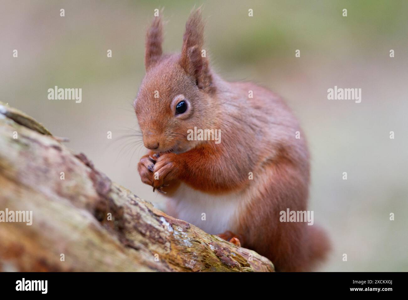 Eurasisches Rothörnchen (Sciurus vulgaris) im schottischen Wald Stockfoto