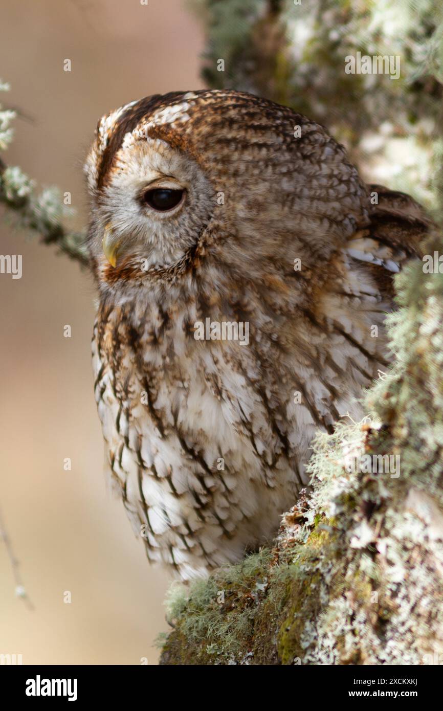 Porträt einer Tawny Owl im Cairngorm National Park, Schottland Stockfoto