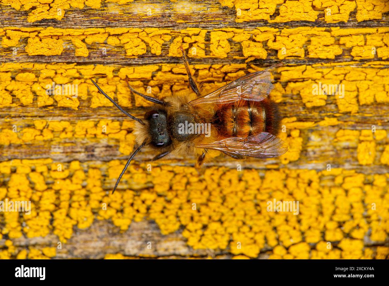 Osmia bicornis Familie Megachilidae Gattung Osmia Red mason Biene wilde Natur Insektenfotografie, Bild, Tapete Stockfoto