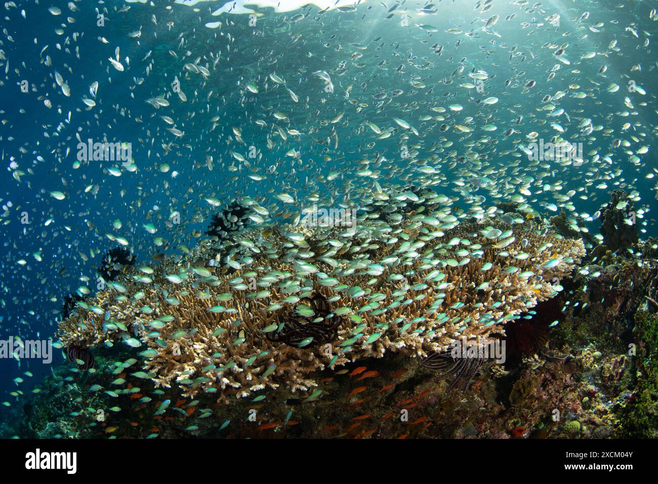Horden von blau-grünen Chromis bilden sich über einer großen Tafelkoralle in der Nähe von Alor, Indonesien. Diese wunderschöne Region bietet eine außergewöhnliche Artenvielfalt im Meer. Stockfoto