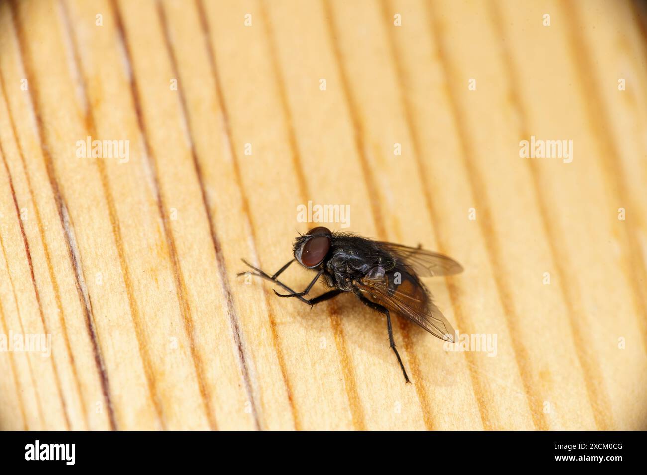 Musca autumnalis Gattung Musca Familie Muscidae Gesicht Fliege wilde Natur Insekten Fotografie, Bild, Tapete Stockfoto