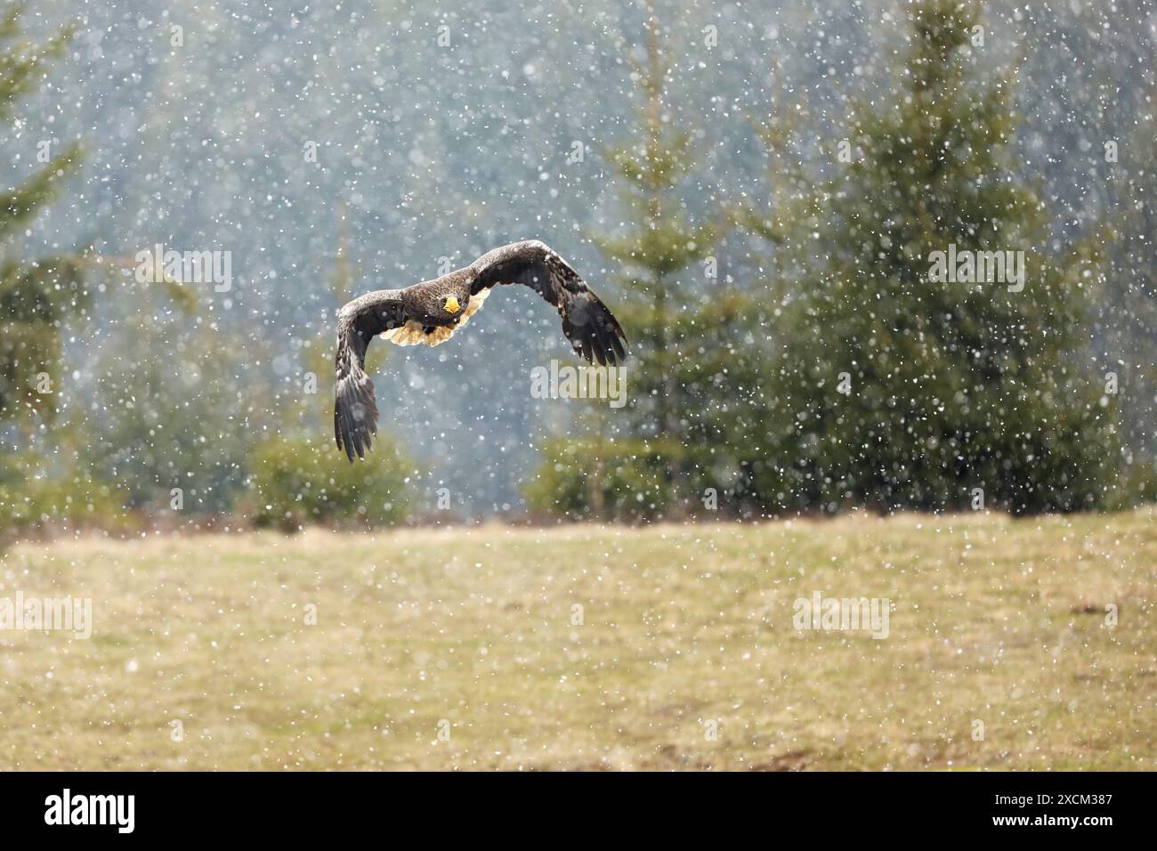 Steller's Seeadler (Haliaeetus pelagicus) fliegende Raubvogel an verschneiten Wintertagen, Japan. Stockfoto