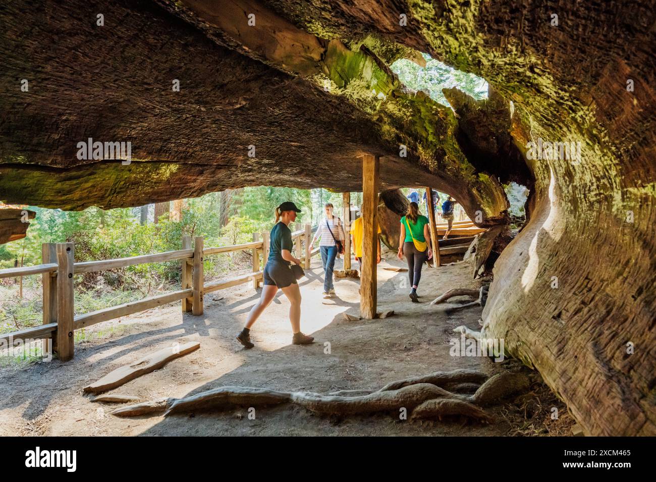 Touristen wandern durch Fallen Monarch, Sequoia Tree, Kings Canyon National Park, Kalifornien, USA Stockfoto