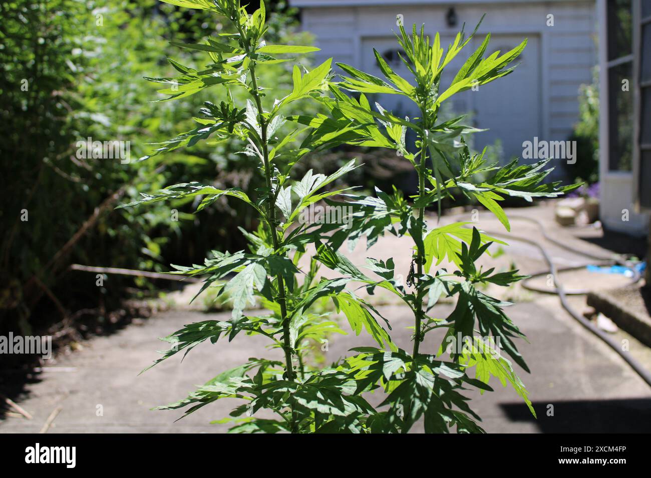 Gewöhnliche Ragweed Green Pflanzen im Sommer Stockfoto