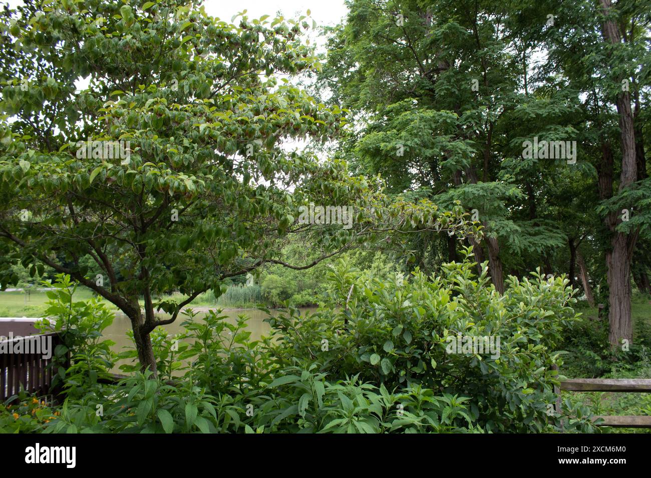 Spring by the Stream Stockfoto