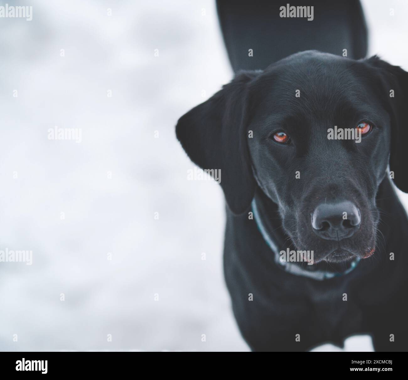 Ein junges schwarzes Labor mit intensiven Augen steht vor einem weißen Hintergrund. Stockfoto
