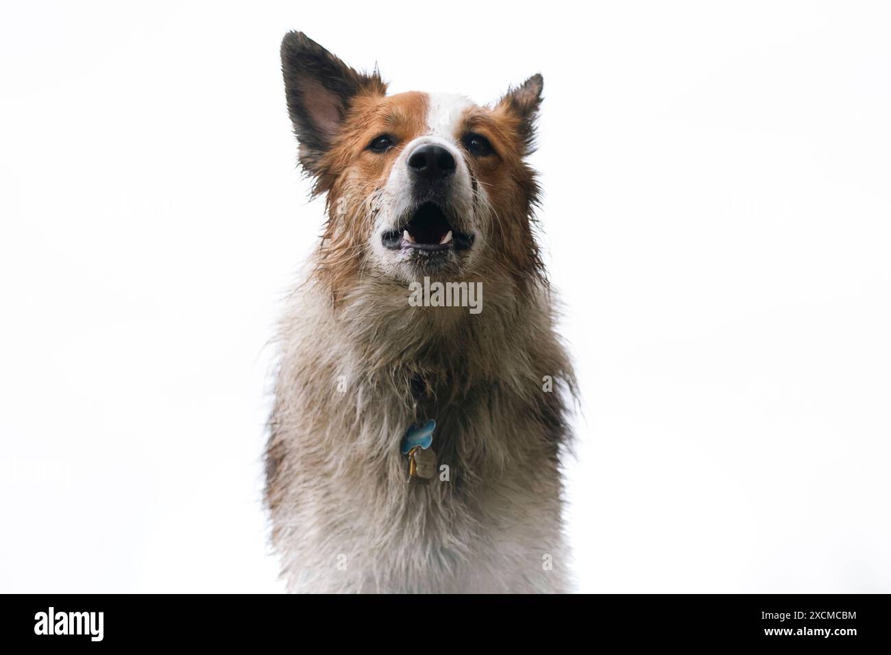 Ein junger isländischer Schäferhund bellt vor reinweißem Hintergrund vor der Kamera. Stockfoto