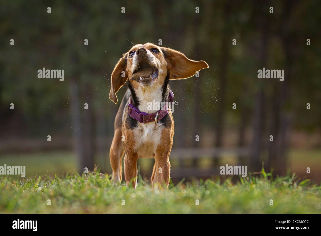 Ein Beagle-Welpe versucht, einen großen Stein auf einem grasbewachsenen Feld zu essen. Stockfoto