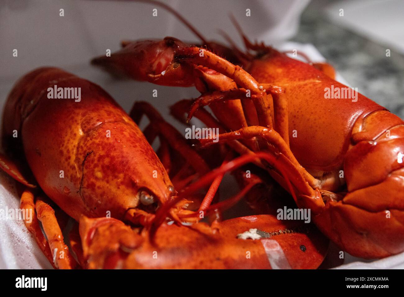 Voll gekochter Hummer aus einem Kranspiel Stockfoto