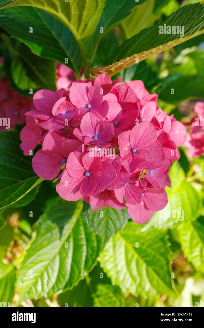 Bilder von Japan - Hortensie oder Ajisai, eine Frühlingsblume mit rosa Blüten und hellvioletten Blüten, Präfektur Nagoya Stadt Aichi Japan Stockfoto
