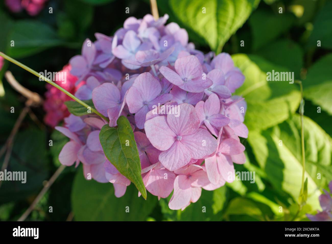 Bilder von Japan - Nahaufnahme von Hortensien, hellrosa und lila gefärbte Regenzeit Ajisai Blume in voller Blüte, Nagoya Stadt, Präfektur Aichi, Japan Stockfoto