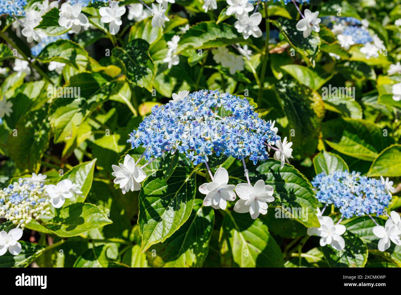 Bilder von Japan - Spitzenkappe Hydrangea oder die Gaku-Ajisai-Blume von Japan in voller Blüte, Nagoya City, Aichi Japan Stockfoto