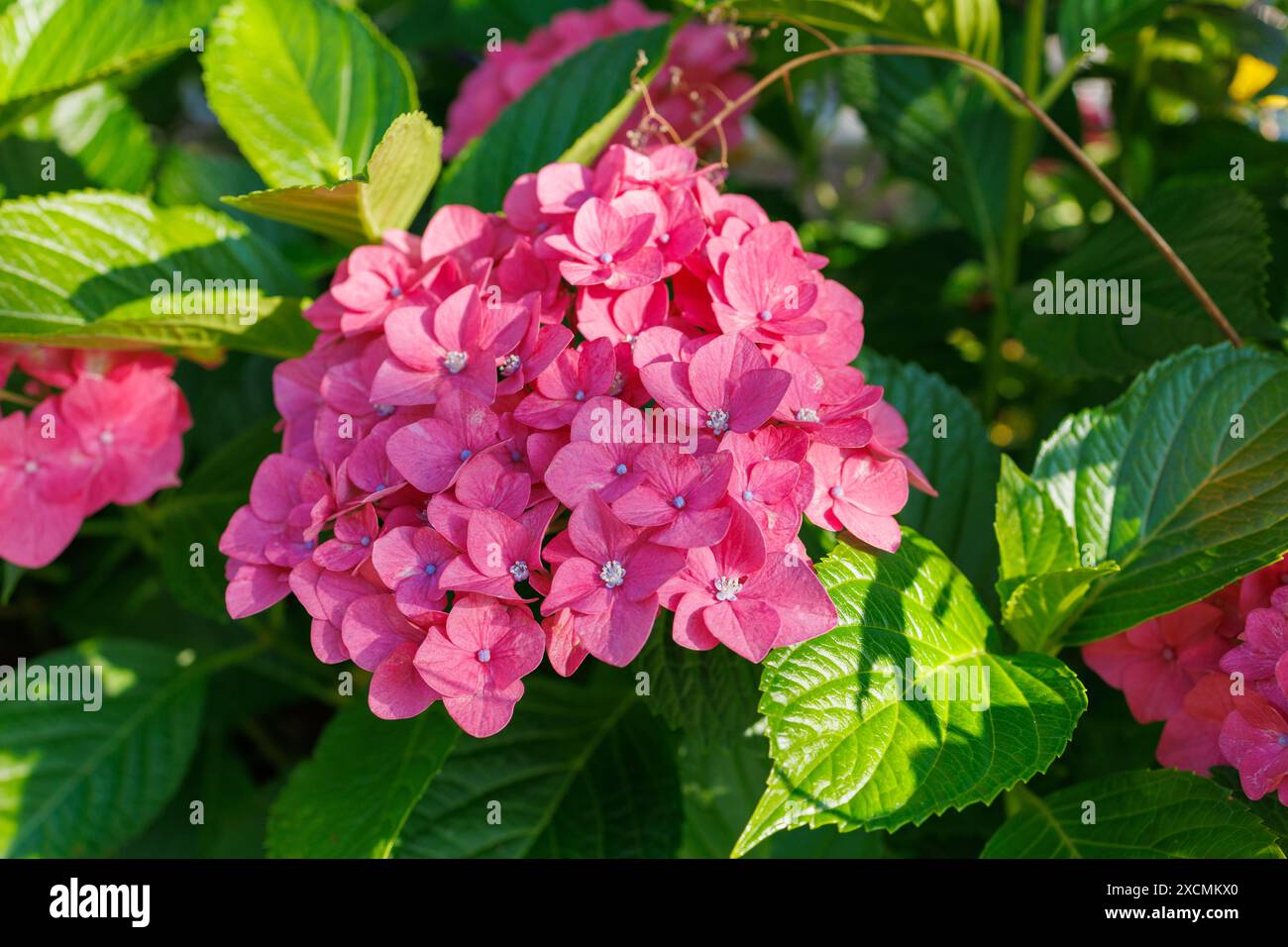 Bilder von Japan - Hortensie, Ajisai-Blume mit violetter rosa Blume und hellvioletter Knospe, Nagoya City, Präfektur Aichi, Japan Stockfoto
