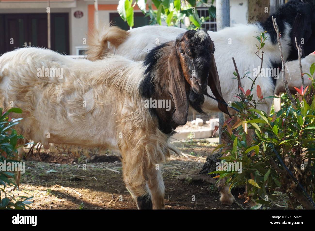 Eine Opferziege wartet darauf, dass sie an der Reihe ist, auf Eid al-Adha geopfert zu werden und schaut in die Kamera Stockfoto