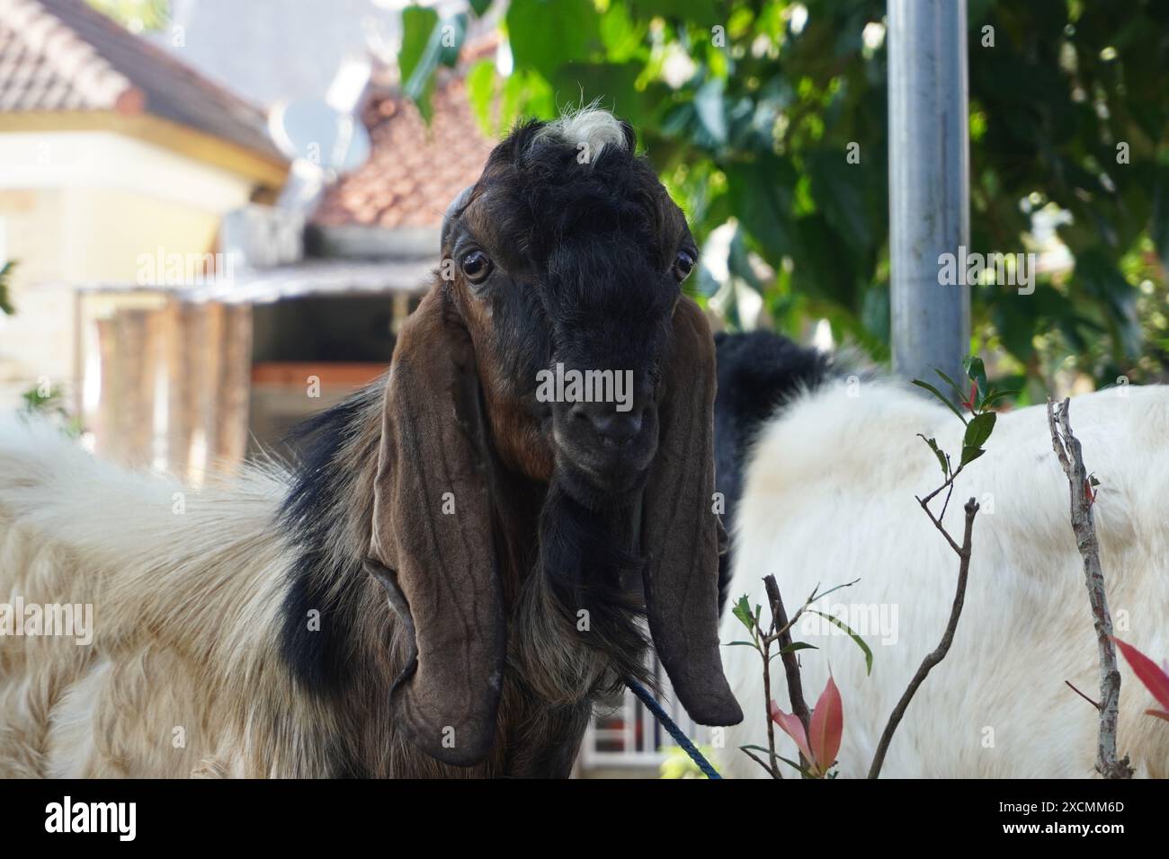 Eine Opferziege wartet darauf, dass sie an der Reihe ist, auf Eid al-Adha geopfert zu werden und schaut in die Kamera Stockfoto