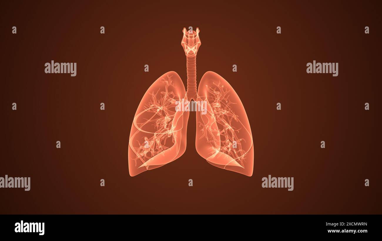 Menschliches internes Organ mit Lunge Stockfoto