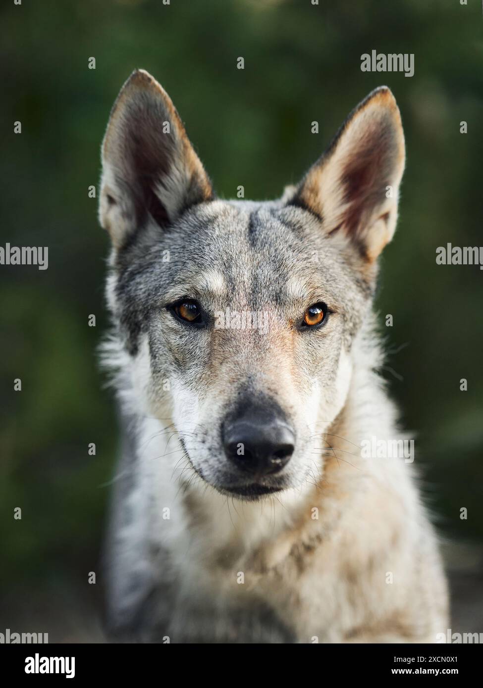 Ein tschechoslowakischer Wolfdog blickt aufmerksam, seine scharfen Augen und wilden Merkmale aus nächster Nähe Stockfoto