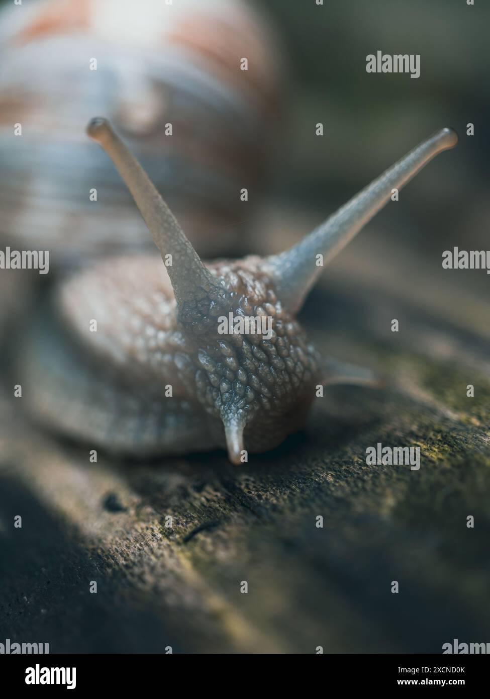 Römische Burgunderschnecke (Helix pomatia). Stockfoto