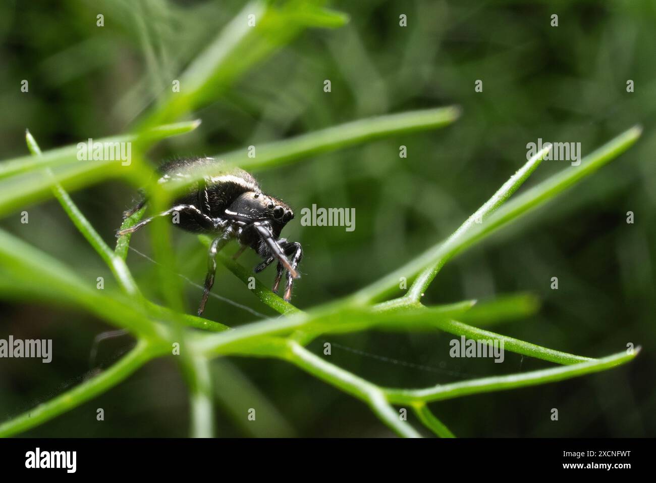 Springende Spinne, die auf einer wilden Fenchelpflanze lauert Stockfoto