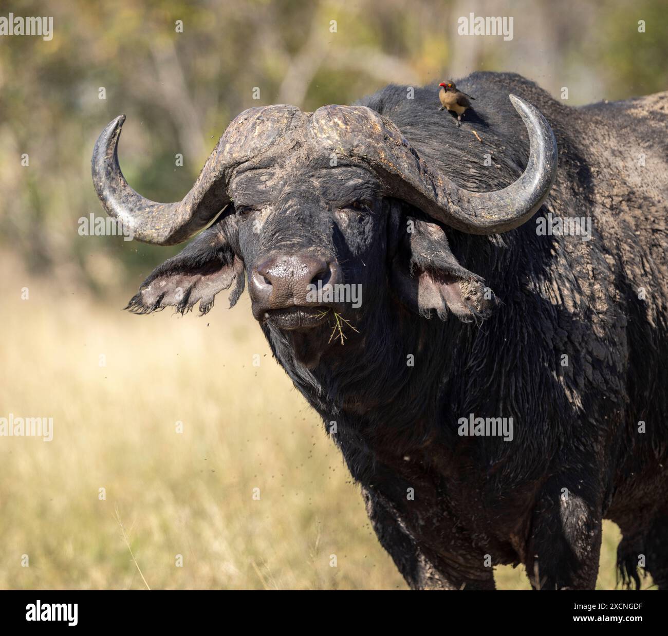 Frontales Porträt eines schlammbedeckten afrikanischen Büffelbullen (Syncerus caffer) mit einem Rotschnabeloxspecht in Anwesenheit Stockfoto