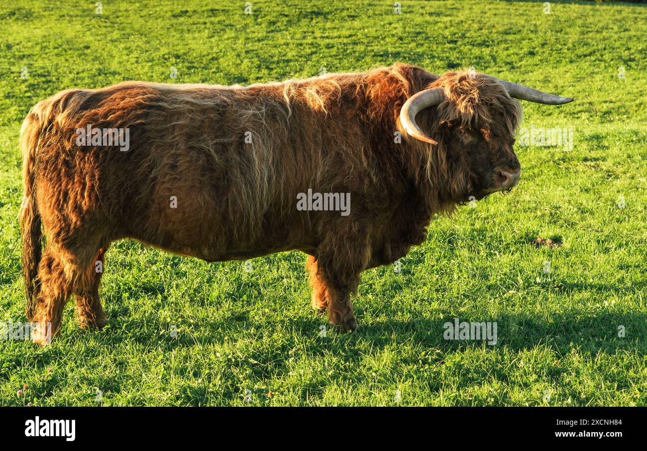 Roter Hochlandrinderbulle (Bos primigenius taurus) mit großen Hörnern allein auf einer Wiese, Kanton Appenzell Innerrhoden, Schweiz Stockfoto