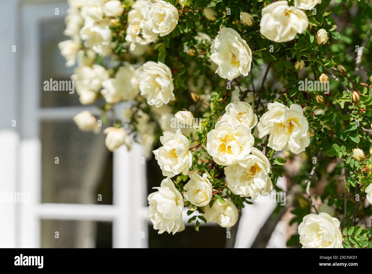 Rosa pimpinellifolia, die burnet Rose, auch bekannt als Scotch Rose. Weiße Doppelblumen von rosa pimpinellifolia Plena, beliebte Ziergartenpflanze. Stockfoto