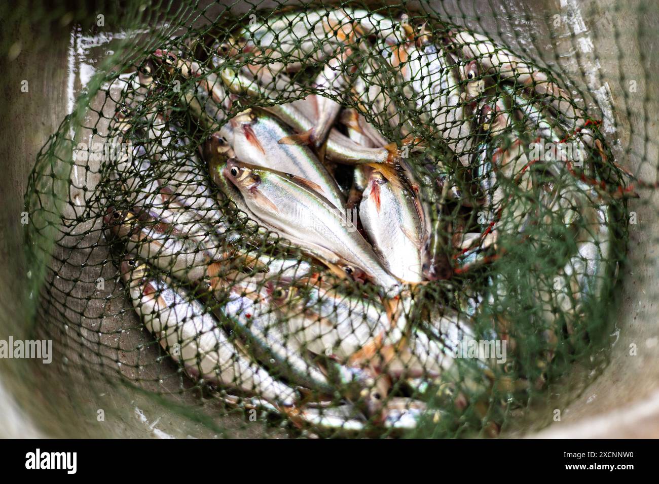 Silberfisch, der von lokalen Fischern in einem Netz gefangen wird. Stockfoto
