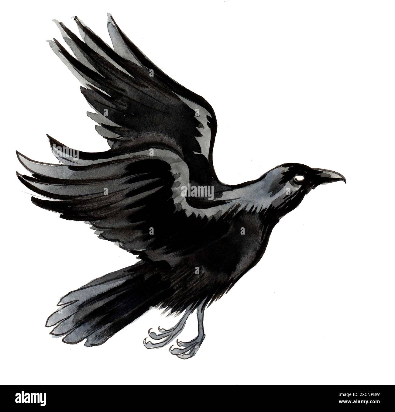 Fliegende Krähe. Handgezeichnete Aquarellillustration Stockfoto