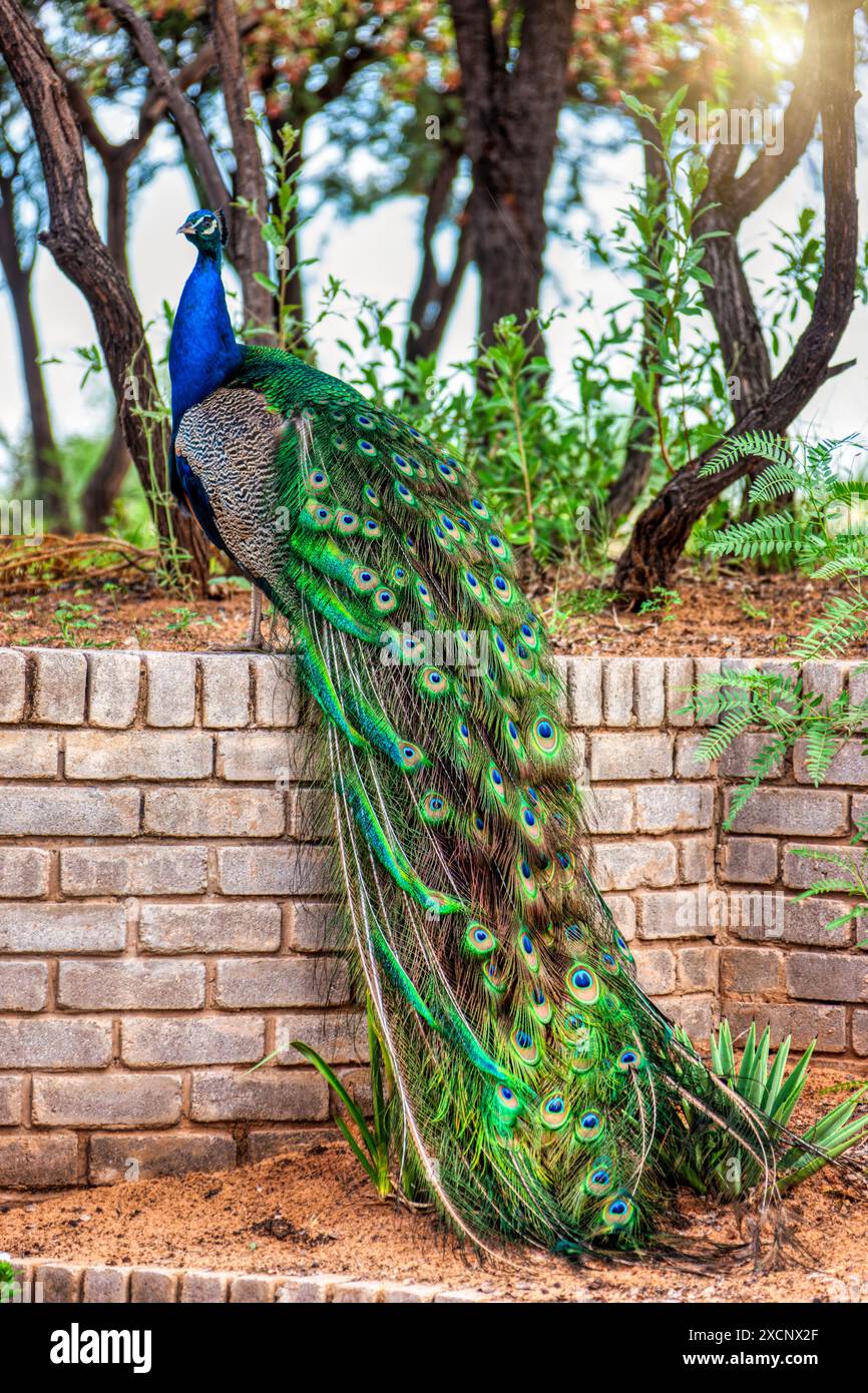 Haustier Pfau männlich sitzt an einer Wand im Garten im Hof Stockfoto