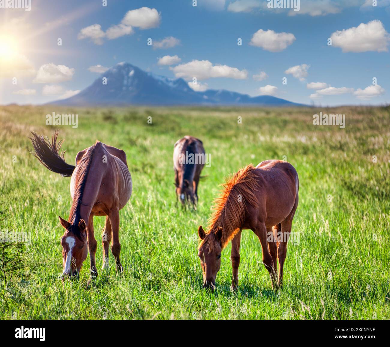 Wilde Mustangpferde auf dem Feld, Bergkette auf dem Rücken Stockfoto