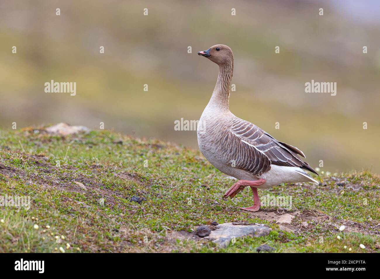 Kurzschnabelgans (Anser brachyrhynchus), Stockfoto