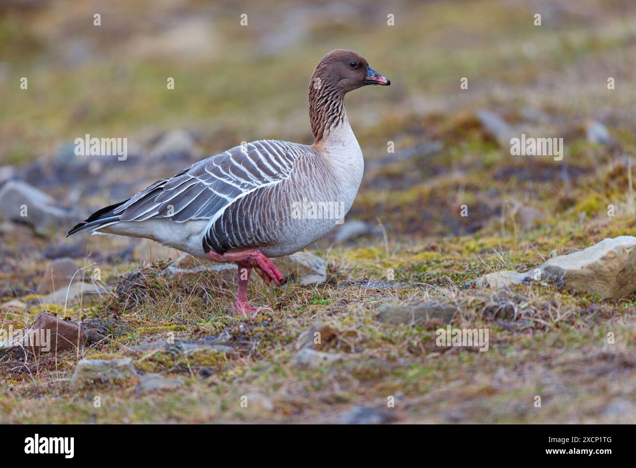 Kurzschnabelgans (Anser brachyrhynchus), Stockfoto