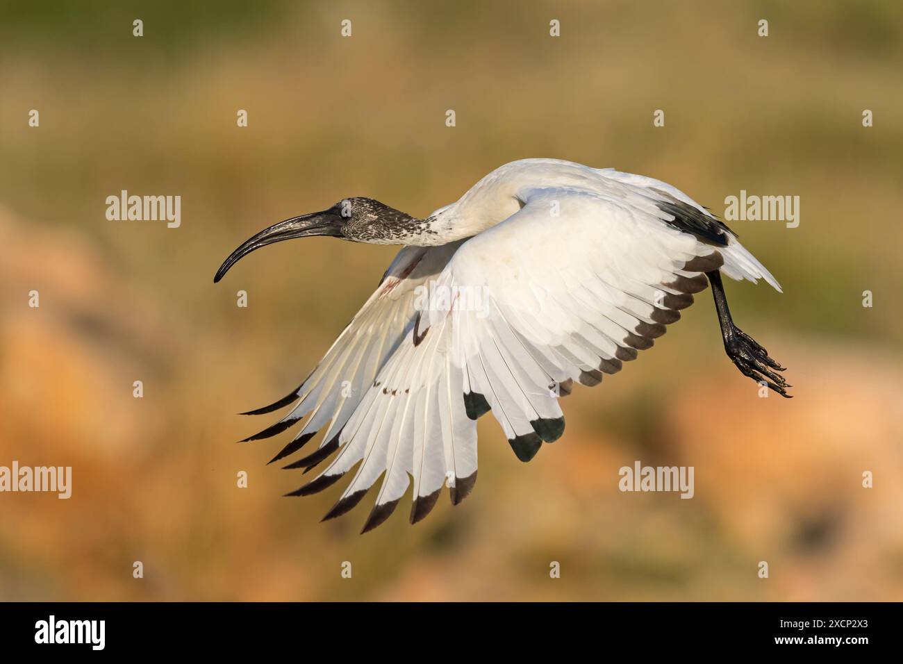 Heiliger Ibis (Threskiornis aethiopicus), Familie der Ibisse und Löffler, Flugaufname Stockfoto