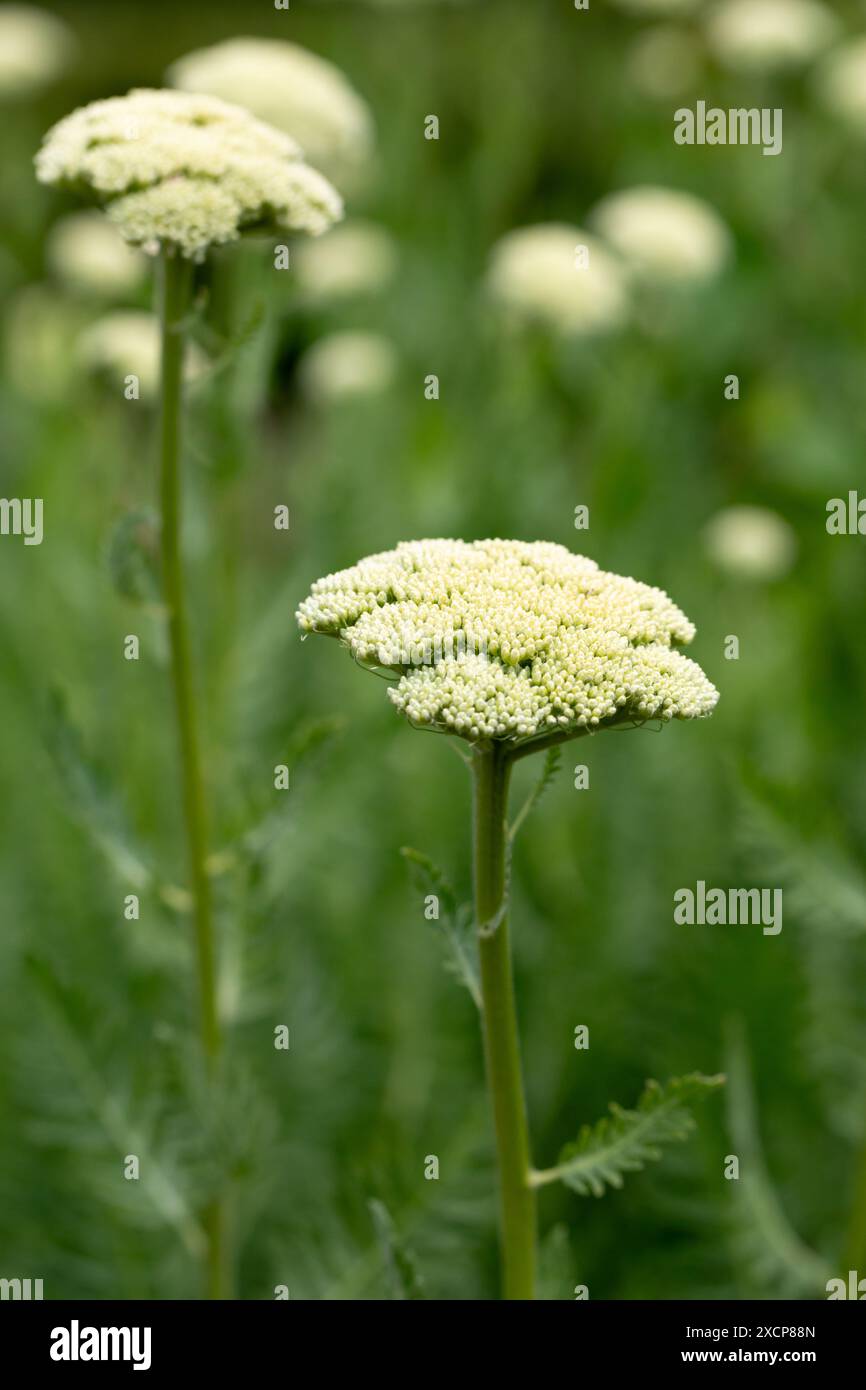 Schafgarbe, Achillea millefolium wächst in Dorset, England Stockfoto