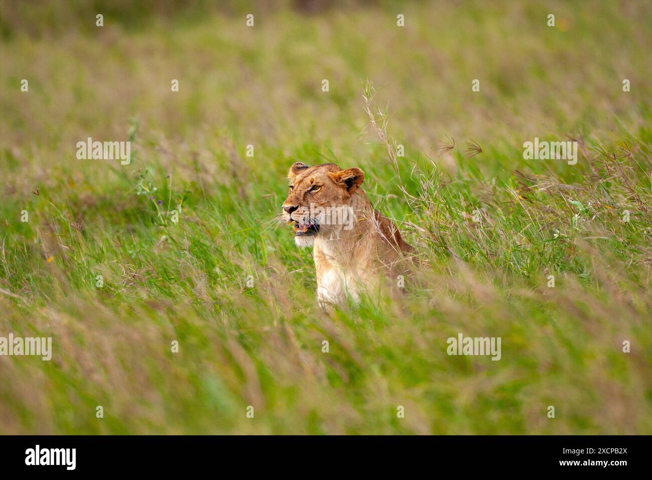 Löwin Stockfoto