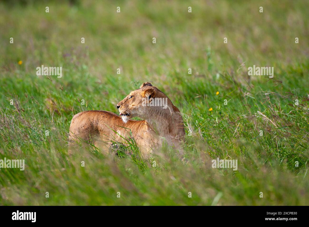 Löwin Stockfoto