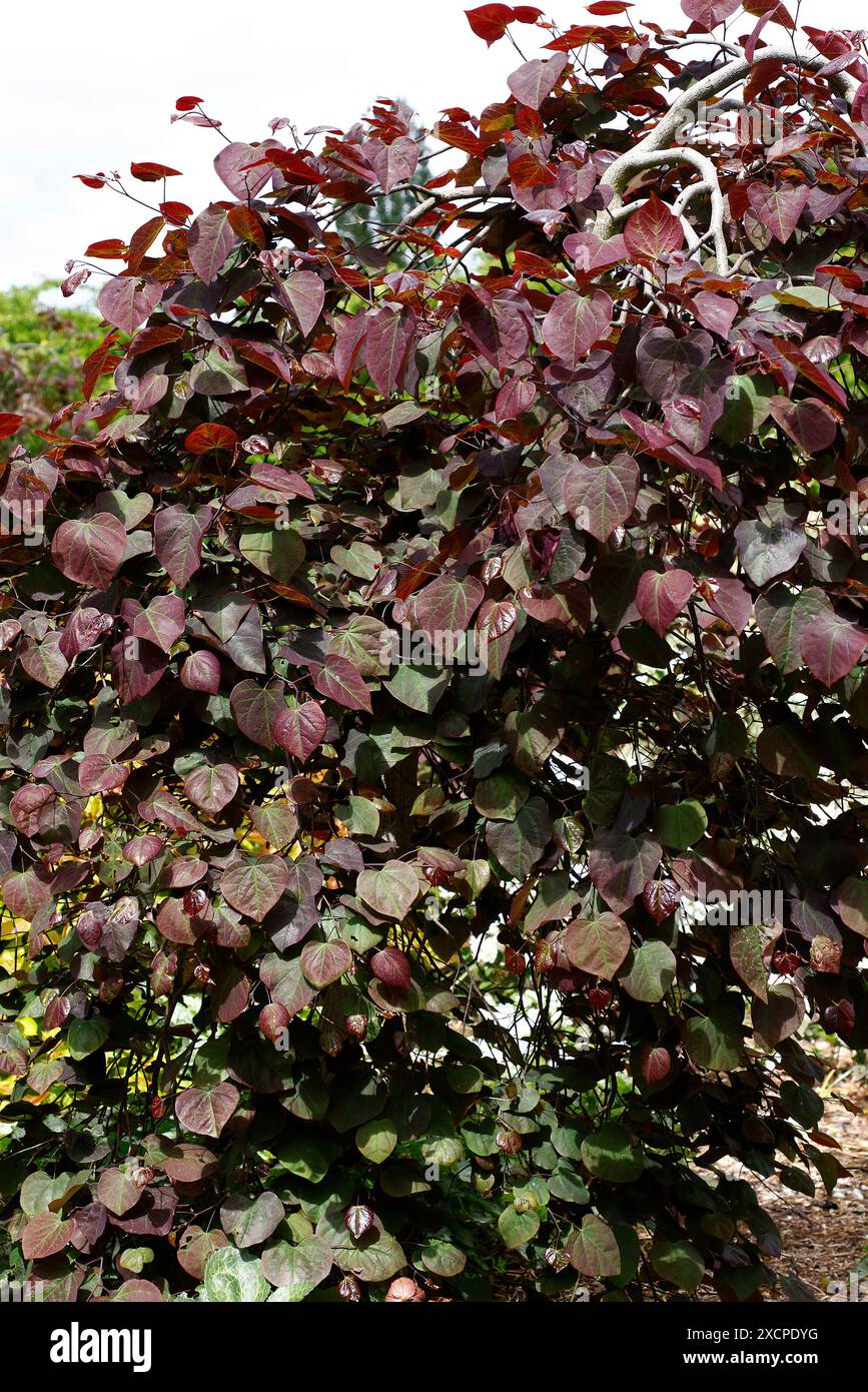 Nahaufnahme des dunkelvioletten Laubs des keuchenden kleinen Gartenbaumes cercis canadensis ruby Falls. Stockfoto