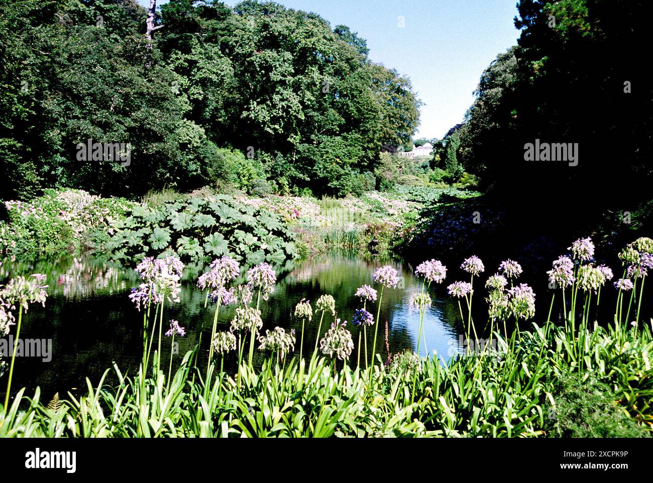 COAST TO COAST TRAVEL LIBRARY - VERWALTET VON PPL PHOTO AGENCY - COPYRIGHT VORBEHALTEN Agapanthus & Hydrangeas im Trebah Garden, Mawnan Smith, Cornwall. PHO Stockfoto