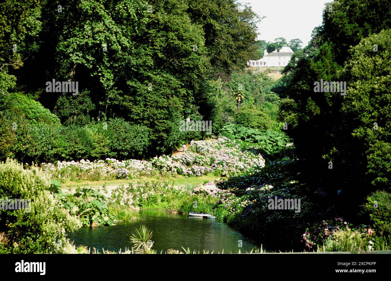 COAST TO COAST TRAVEL LIBRARY - VERWALTET VON PPL PHOTO AGENCY - COPYRIGHT RESERVIERT Sommer-Hortensien in Trebah Garden, Mawnan Smith, Cornwall. FOTO-CRE Stockfoto