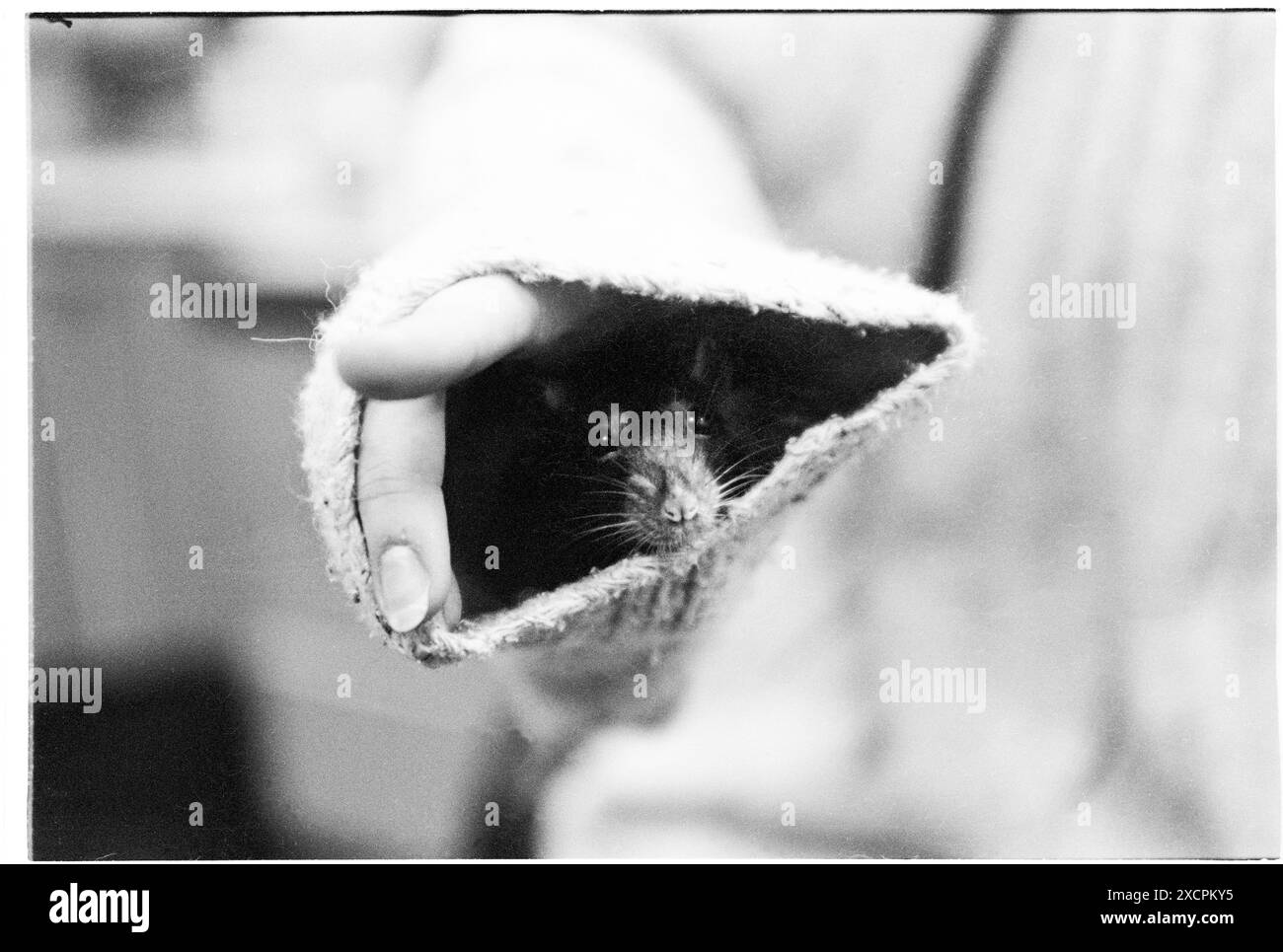 FOTOS ABLEGEN – CARDIFF, WALES, Großbritannien – 25. JANUAR 1995: Nachdem Union-Präsidentin Vicky Alexander für eine Titelstory interviewt wurde, enthüllt sie (und zeigt), dass sie ihre Hausratte in ihrem Baggy-Springer in ihrem Büro im Studentenunion Building der Cardiff University in Cardiff hält. INFO: Vicky Alexander – Victoria Alexander, heute Lady Victoria Starmer – war Mitglied des Executive Teams der Cardiff University Students’ Union als Referentin für Bildung und Wohlfahrt (1993-94) und Präsident (1994-95). In diesem 30 Jahre alten Archiv könnte es Unzulänglichkeiten geben. Foto: Rob Watkins/Alamy Live News Stockfoto