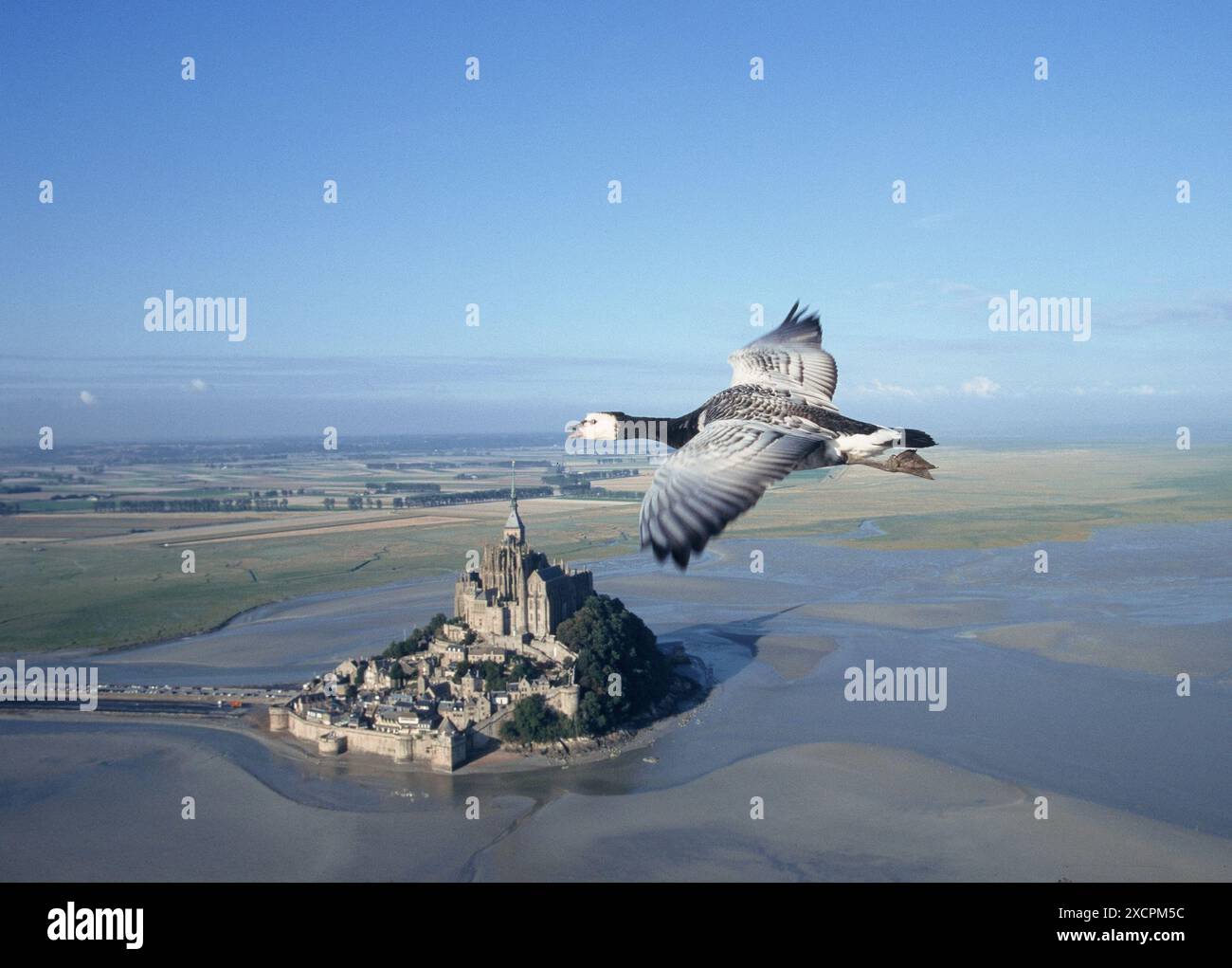 VON KÜSTE ZU KÜSTE REISEBIBLIOTHEK - COPYRIGHT VORBEHALTEN - VERWALTET VON PPL FOTOAGENTUR *** Lokale Bildunterschrift *** Eine graue lag Gans im Flug als Teil von Christian Stockfoto