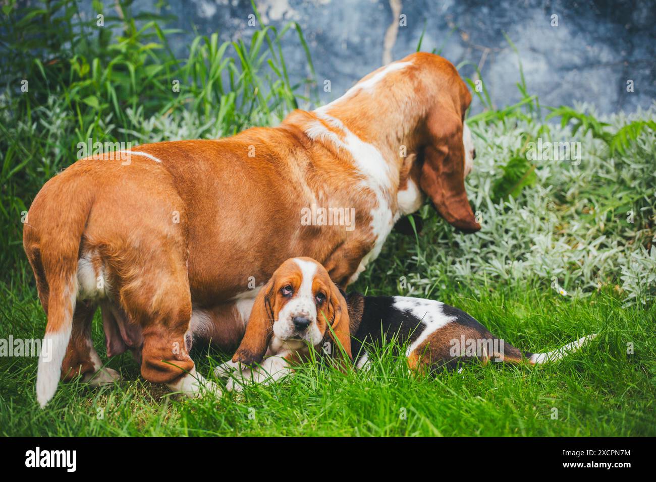 Basset-Hund und ihr Welpe Stockfoto